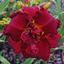Spacecoast Grand Desire Daylily